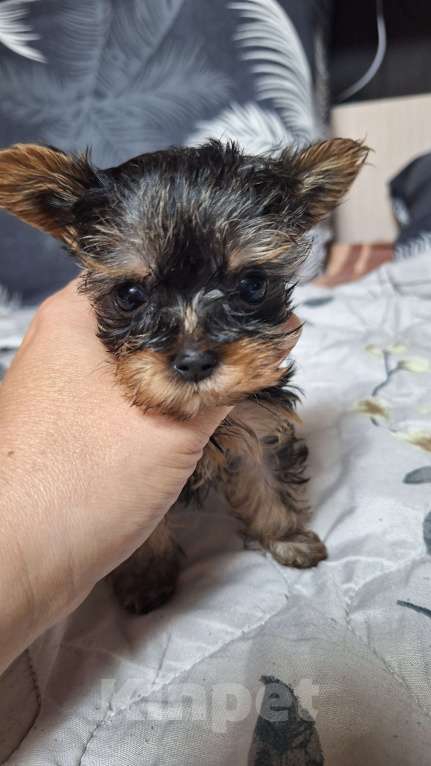 Собаки в других городах Московской области: Супер мини мальчик йорка Мальчик, 35 000 руб. - фото 3