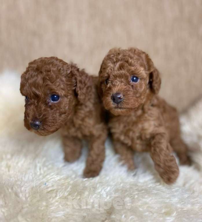 Собаки в Москве: Пудель той Девочка, 90 000 руб. - фото 2