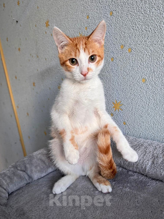 Кошки в Москве: Тоша, маленький персиковый котенок, который ждёт своего человека Мальчик, Бесплатно - фото 9