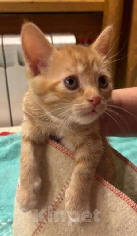 Кошки в Москве: Маленький котёнок Гномик а добрые руки  Мальчик, Бесплатно - фото 5