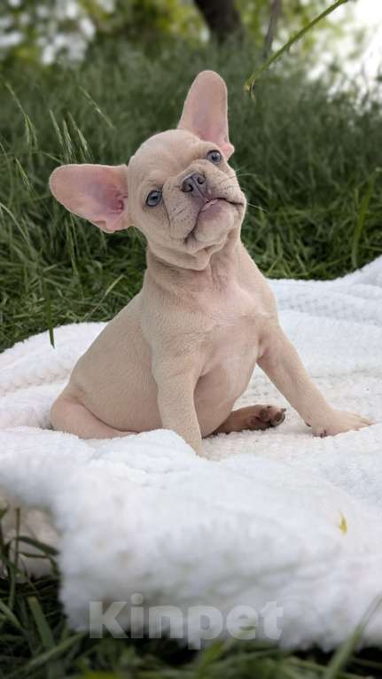 Собаки в других городах Крыма: Французская красотка Девочка, 100 000 руб. - фото 5