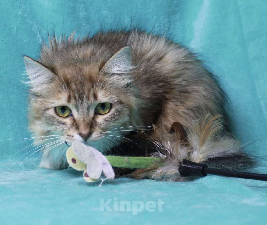 Кошки в Москве: Пусть мама увидит пусть мама придет  Девочка, Бесплатно - фото 2