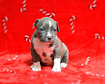 Собаки в Москве: Прекрасная голубая детка амстафф Девочка, 120 000 руб. - фото 5