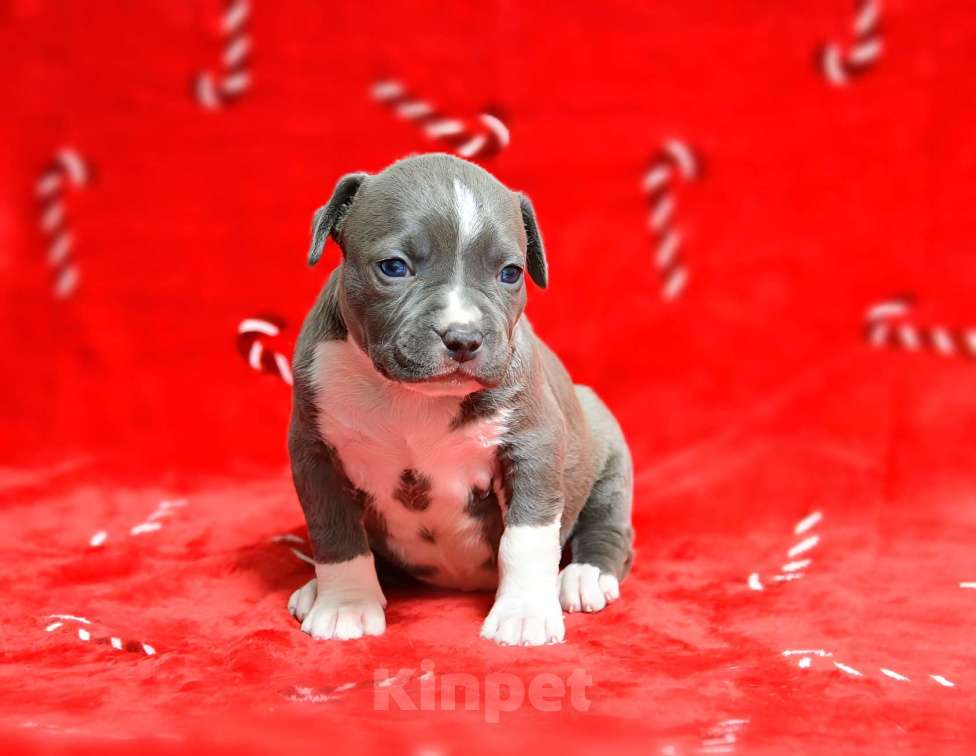 Собаки в Москве: Прекрасная голубая детка амстафф Девочка, 120 000 руб. - фото 5