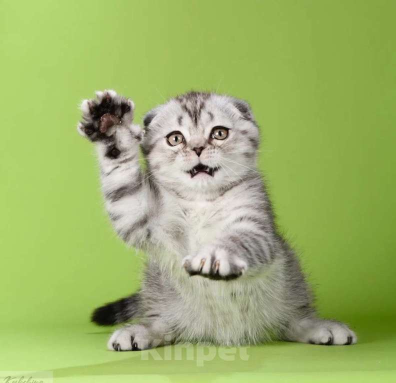 Кошки в Москве: Шотландский плюшевый мишка Мальчик, 50 000 руб. - фото 2