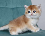 Кошки в Владивостоке: Очаровательный британский котик Девочка, 120 000 руб. - фото 5