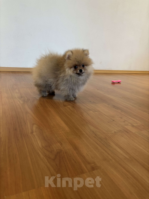 Собаки в Санкт-Петербурге: Померанский шпиц мини мальчик Лайк  Мальчик, 55 000 руб. - фото 7
