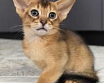 Кошки в других городах Московской области: Абиссинский котик  Мальчик, 75 000 руб. - фото 5