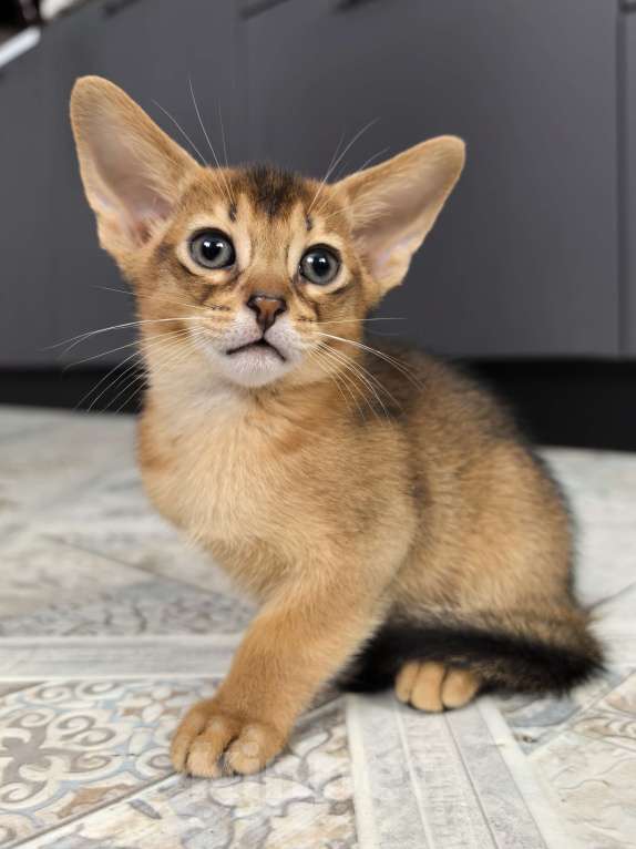 Кошки в других городах Московской области: Абиссинский котик  Мальчик, 75 000 руб. - фото 5