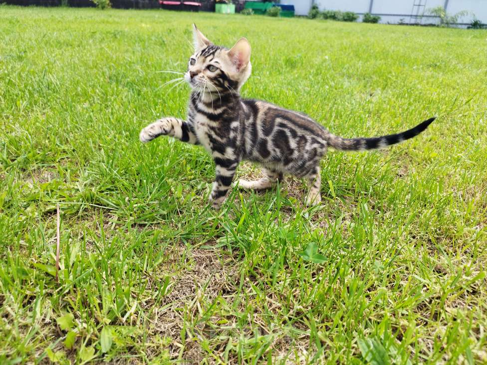 Кошки в Ярославле: Бенгальский  мальчик  Мальчик, 65 000 руб. - фото 3