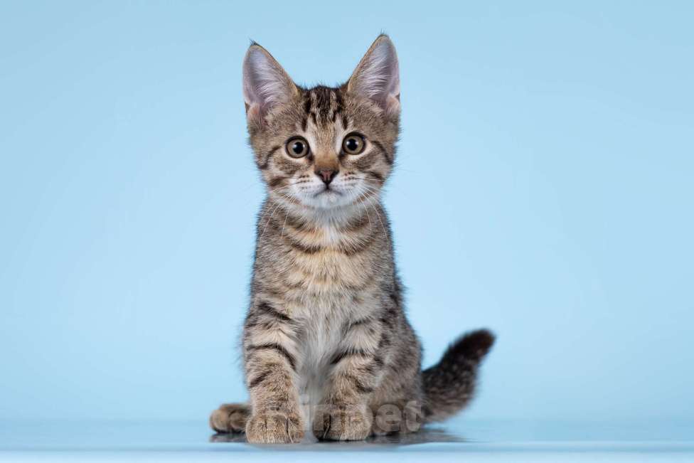 Кошки в Москве: Разноцветные котята в добрые руки Мальчик, 1 руб. - фото 7