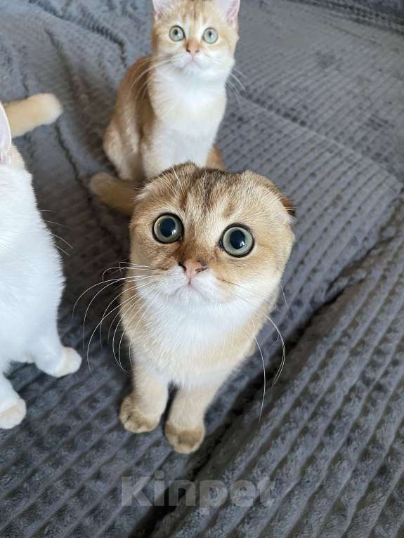 Кошки в Краснодаре: Котята Мальчик, Бесплатно - фото 4