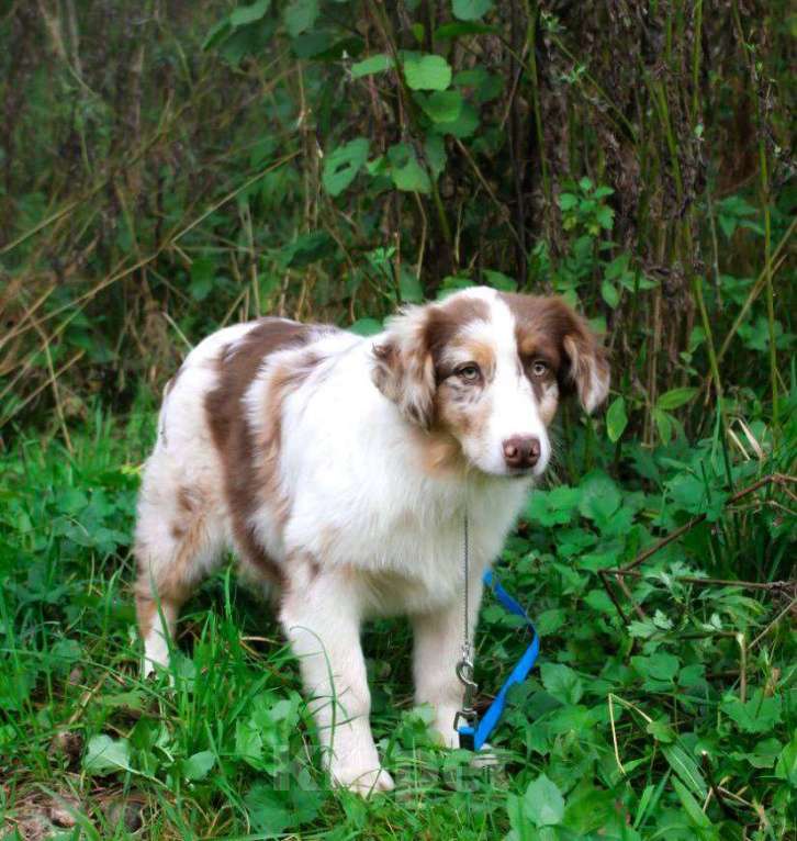 Собаки в Москве: Щенок Австралийской овчарки, Аусси  Мальчик, 75 000 руб. - фото 3