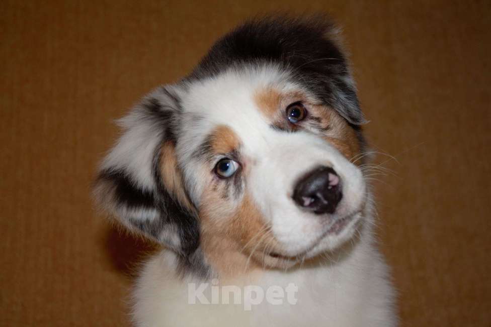 Собаки в других городах Московской области: Австралийская овчарка (аусси) Девочка, 50 000 руб. - фото 7