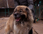 Собаки в Видном: Кавказец Кагыр, 3 года Мальчик, Бесплатно - фото 1