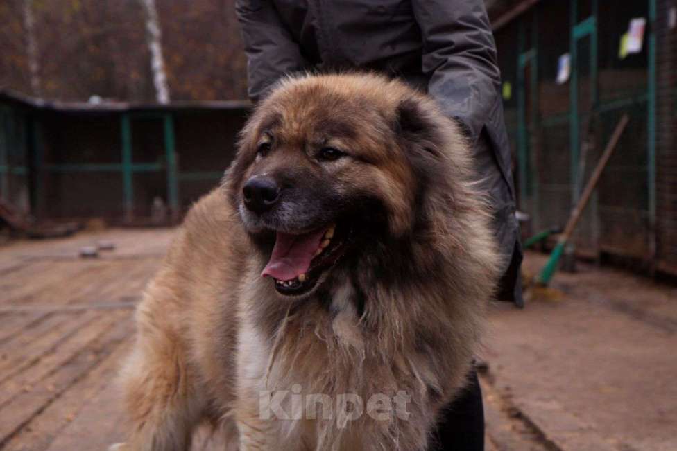 Собаки в Видном: Кавказец Кагыр, 3 года Мальчик, Бесплатно - фото 1