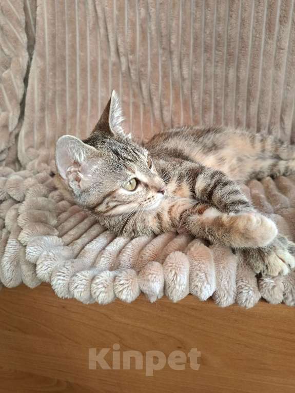 Кошки в Москве: Маленькое чудо ищет дом Девочка, Бесплатно - фото 7