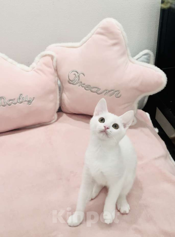 Кошки в Москве: Котёнок  Девочка, 8 000 руб. - фото 4