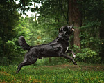 Собаки в Москве: Чёрный богатырь Макс в добрые руки Мальчик, 1 руб. - фото 5