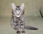 Кошки в Колпашево: Приютите красивого котенка, попавшего в беду, 100 руб. - фото 5