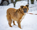 Собаки в Москве: Рыжая пушистая лисичка Мартина в дар Девочка, Бесплатно - фото 3