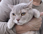 Кошки в Москве: Британский котик Веня ищет дом, в добрые руки  Мальчик, Бесплатно - фото 4
