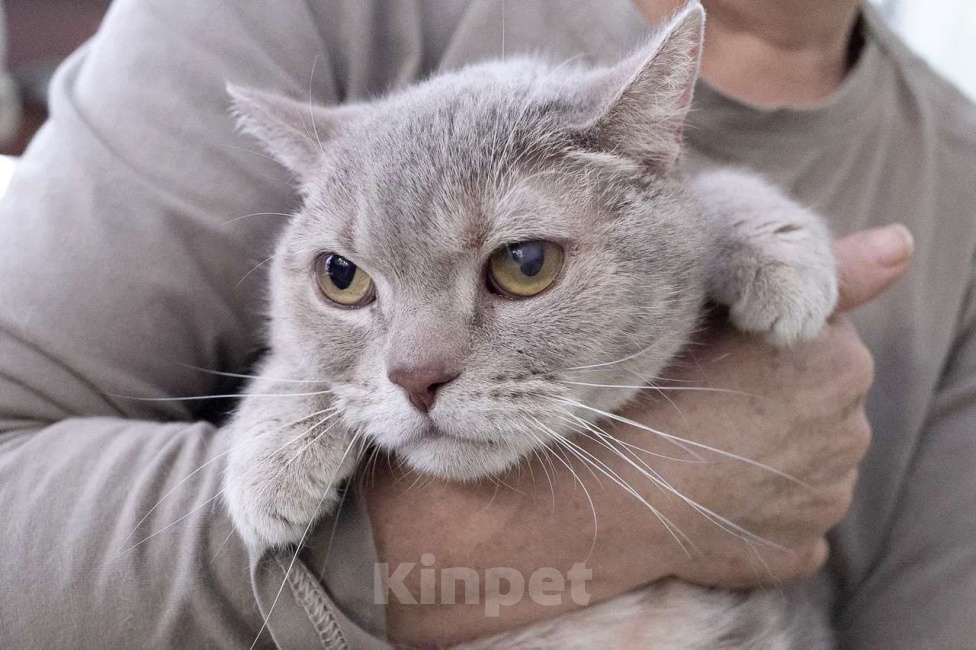 Кошки в Москве: Британский котик Веня ищет дом, в добрые руки  Мальчик, Бесплатно - фото 4