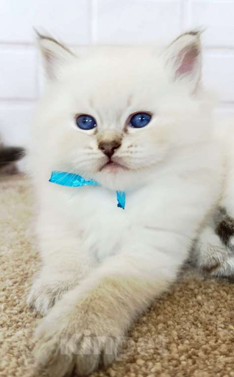 Кошки в других городах Ставропольского края: Гипоаллергенный котенок Мальчик, 40 000 руб. - фото 2