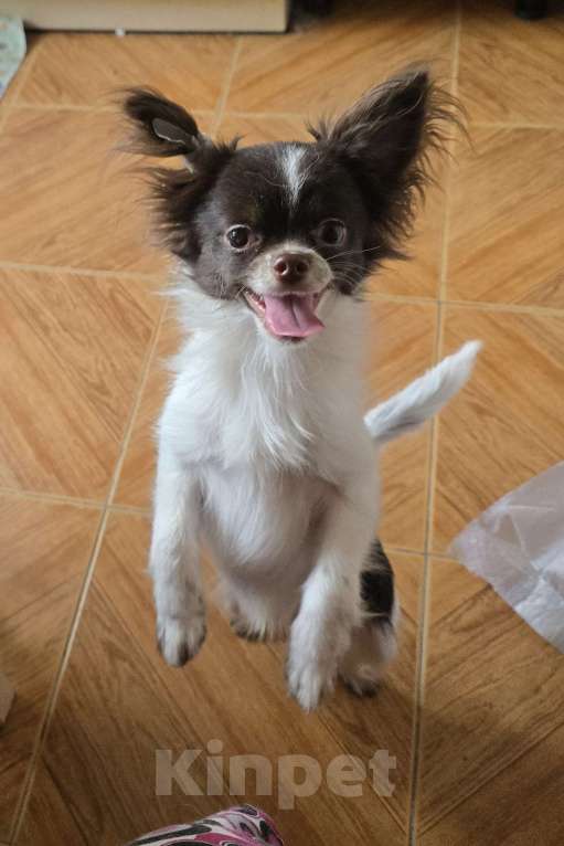 Собаки в Москве: Подрощенный мальЧиш Мальчик, 15 000 руб. - фото 1