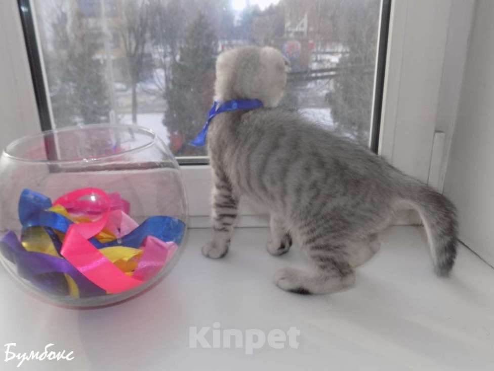 Кошки в Москве: Шотландские вислоухие котята Мальчик, 12 000 руб. - фото 4