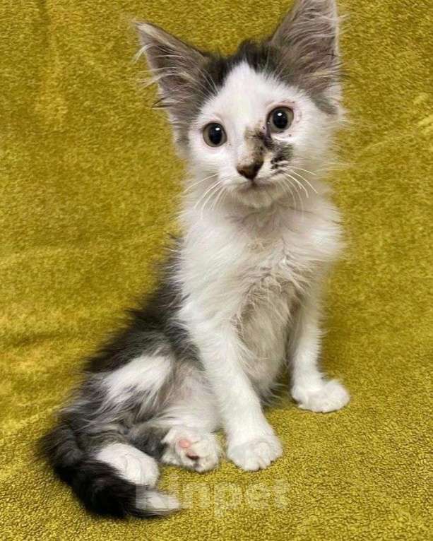 Кошки в Москве: Крошечный котенок в добрые руки Мальчик, Бесплатно - фото 2