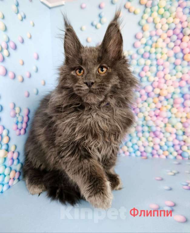 Кошки в Москве: Флиппи Мальчик, 65 000 руб. - фото 2