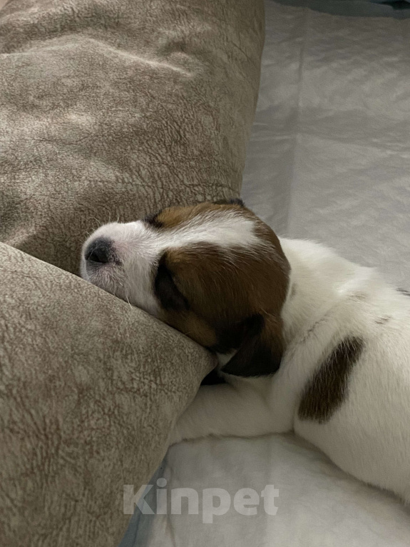 Собаки в Тамбове: Джек Рассел Девочка, 100 000 руб. - фото 1