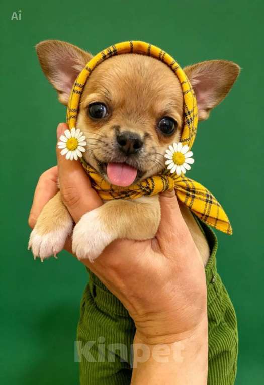 Собаки в других городах Московской области: Продам щенка Чихуахуа Девочка, 80 000 руб. - фото 1