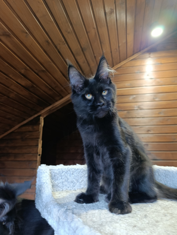 Кошки в Новосибирске: Великолепный пантер😻 Мальчик, 70 000 руб. - фото 1