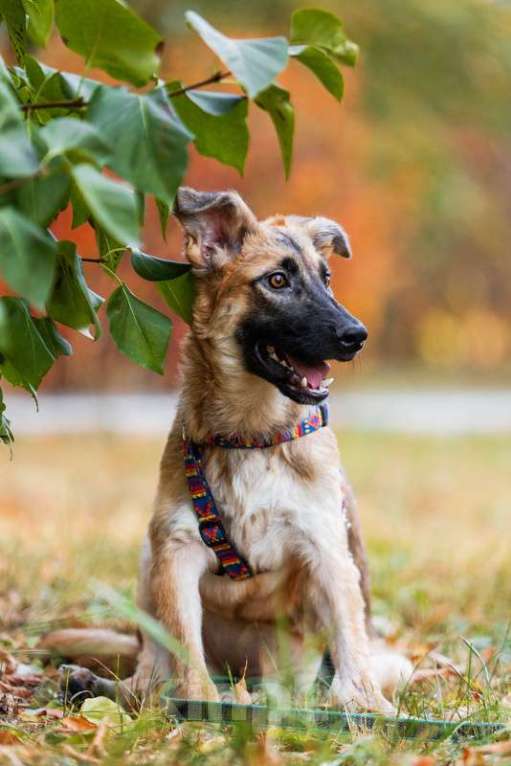 Собаки в Москве: Щенок метис бельгийской овчарки Нолик в добрые руки Девочка, Бесплатно - фото 2