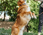 Собаки в Москве: Ходячий смайлик - Рыжуня - хочет на диванчик Мальчик, Бесплатно - фото 8