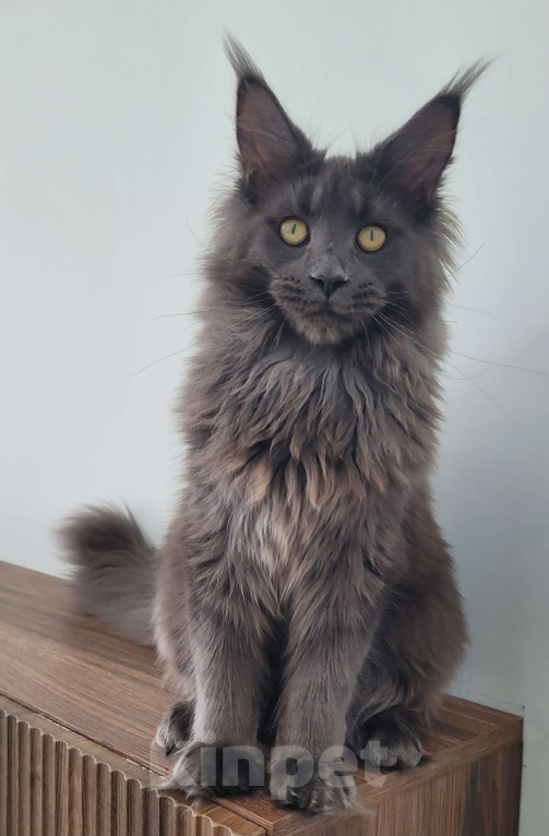 Кошки в Москве: Мейн-кун котенок Девочка, 60 000 руб. - фото 7