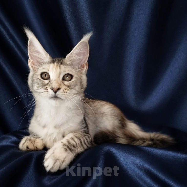 Кошки в Владимире: Мейн-кун девочка черепашка Девочка, 45 000 руб. - фото 8