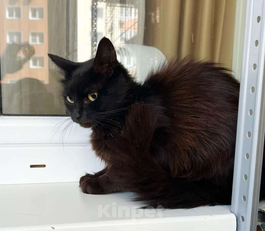 Кошки в Москве: Кошечка Николь - стройняшка в эбонитовой шубке в добрые руки Девочка, Бесплатно - фото 9