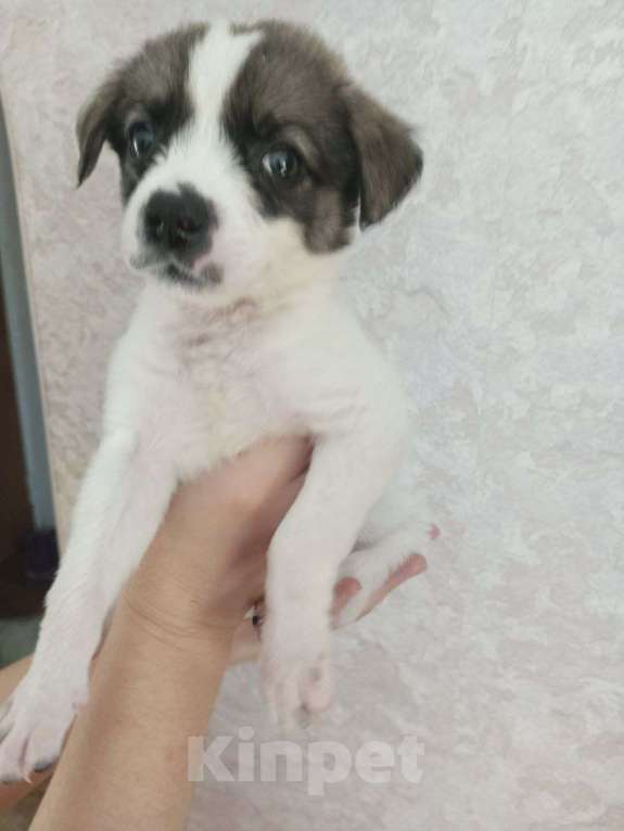 Собаки в Астрахани: 3 девочки ищут любящие семьи Девочка, Бесплатно - фото 2