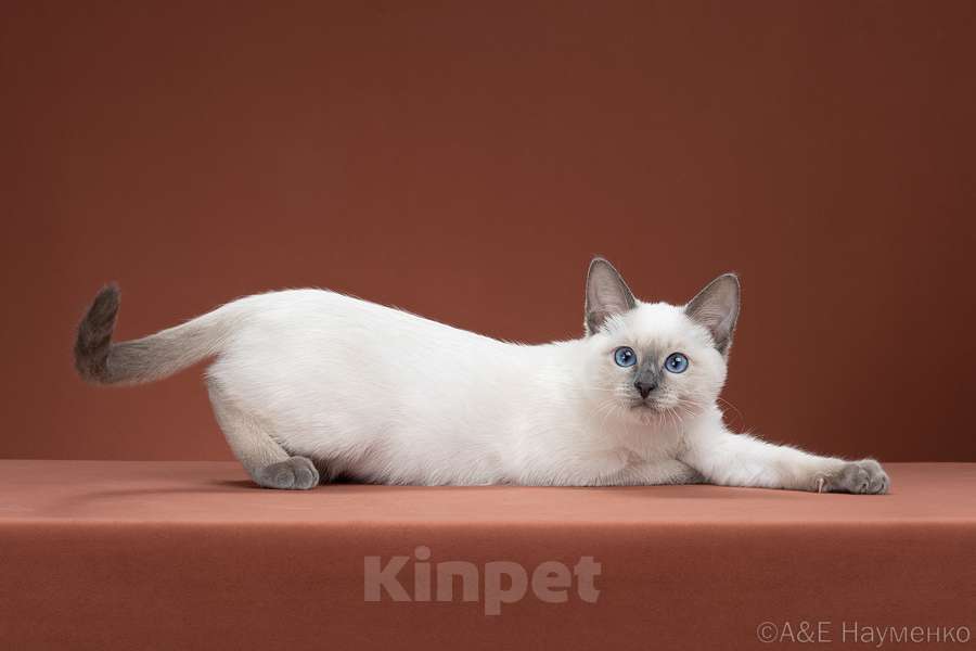 Кошки в Москве: ✨Тайский котёнок блю-пойнт, 3,5 месяца ✨ Мальчик, 70 000 руб. - фото 2