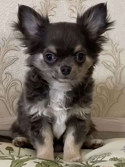 Чихуахуа мальчик щенок