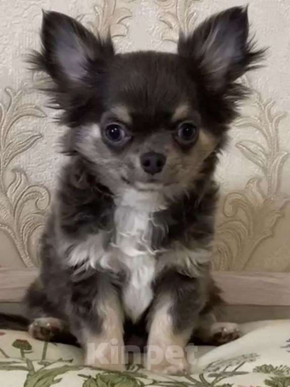 Собаки в Москве: Чихуахуа мальчик щенок Мальчик, 35 000 руб. - фото 1