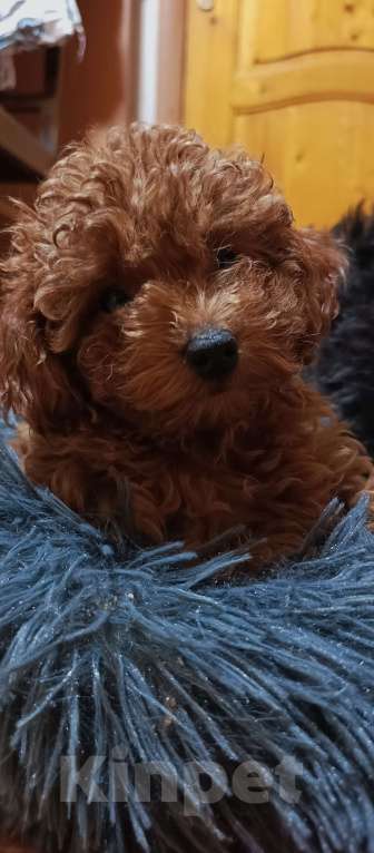 Собаки в Москве: Девочка той пудель ред браун Девочка, Бесплатно - фото 4