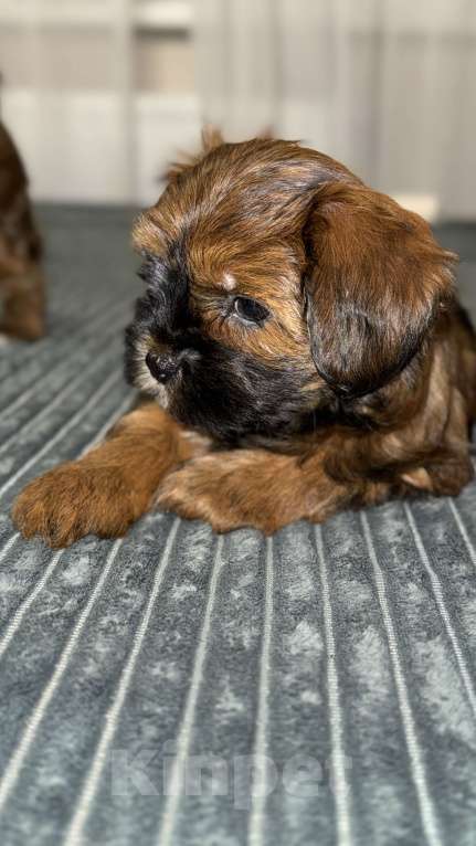 Собаки в других городах Воронежской области: Щенки мальтипу Мальчик, Бесплатно - фото 5