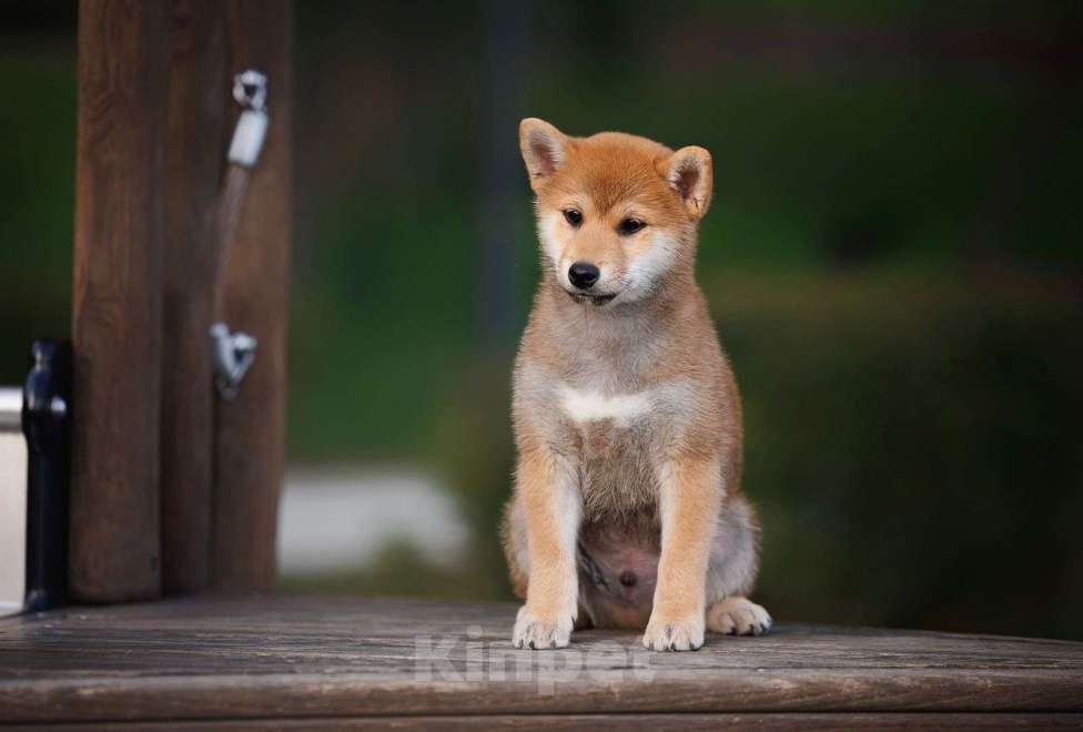 Собаки в Москве: Сиба ину мальчик очень ласковый  Мальчик, 60 000 руб. - фото 5