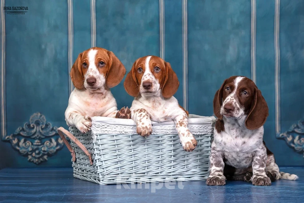 Собаки в Москве: Такса окрас Пайболд  Мальчик, 75 000 руб. - фото 8