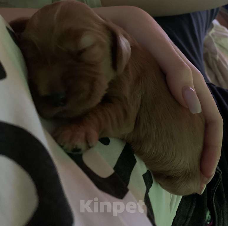 Собаки в Воскресенске: Девочка кокер спаниель  Девочка, 17 000 руб. - фото 5