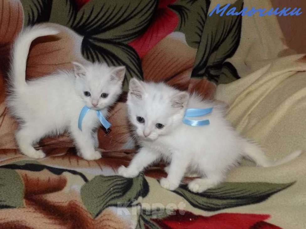 Кошки в Москве: Анатолийские котята (гладкошерстная ангора) Девочка, 8 000 руб. - фото 1